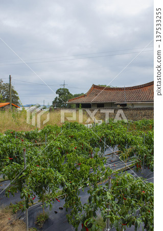 It is a rural landscape with a pepper field. It is a rural landscape with a pepper field. 137533255