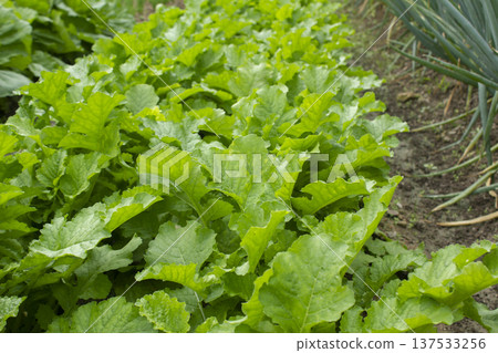 A close-up of a turnip field. A close-up of a turnip field. 137533256