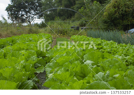 It's a cabbage field scene. 137533257