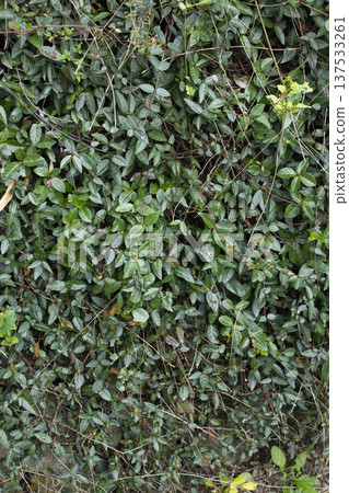 Close-up of Asian Jasmine leaves. 137533261