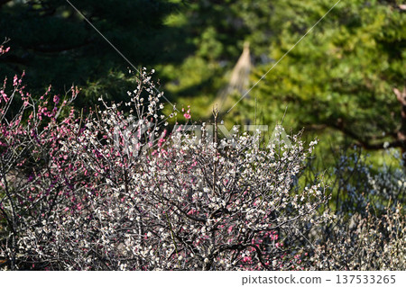 梅花盛開的兼六園春天 梅花盛開的兼六園春天 137533265