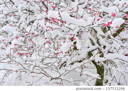 Spring at Kenrokuen with plum blossoms in full bloom 137533266