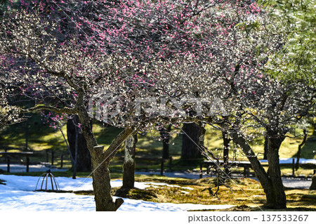 梅花盛開的兼六園春天 137533267