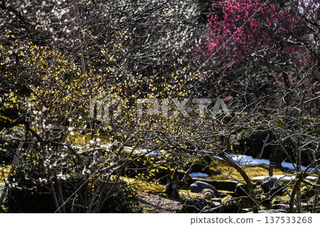 梅花盛開的兼六園春天 梅花盛開的兼六園春天 137533268