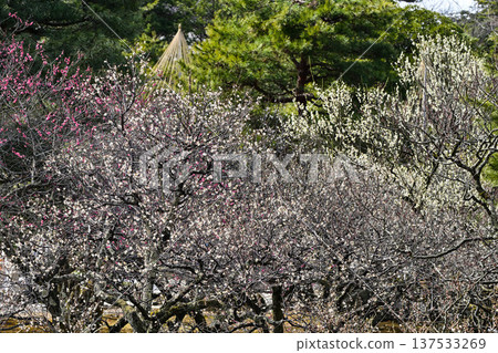 梅花盛開的兼六園春天 梅花盛開的兼六園春天 137533269
