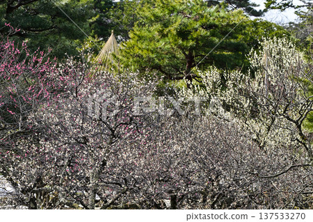 梅花盛開的兼六園春天 梅花盛開的兼六園春天 137533270