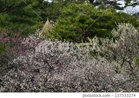 梅花盛開的兼六園春天 梅花盛開的兼六園春天 137533274