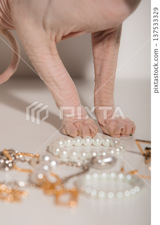 Elegant Feline With Jewelry. Sphynx Cat Among Sparkling Jewelry With Warm Tones And Soft Focus 137533329