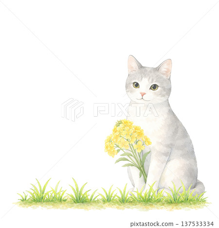 Watercolor illustration of a white cat and rapeseed flowers. Cute spring cat material. Watercolor illustration of a white cat and rapeseed flowers. Cute spring cat material. 137533334