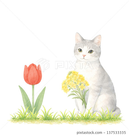 Watercolor illustration of a white cat, tulips and rapeseed flowers. Spring cat material. Watercolor illustration of a white cat, tulips and rapeseed flowers. Spring cat material. 137533335