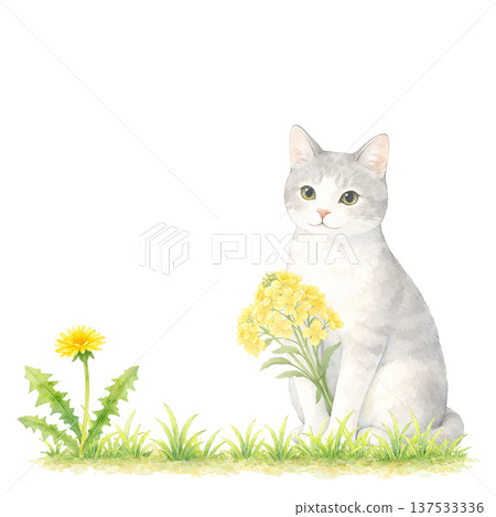 Watercolor illustration of a white cat and dandelion. Cute cat material for spring. 137533336