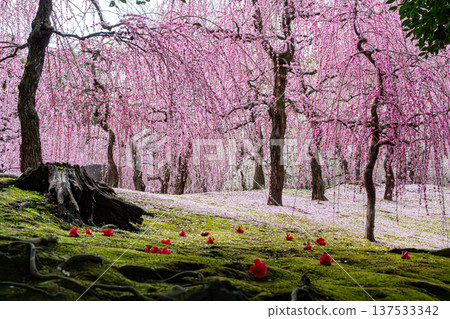 pretty pink plum blossom 137533342