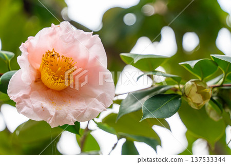 White camellia 137533344
