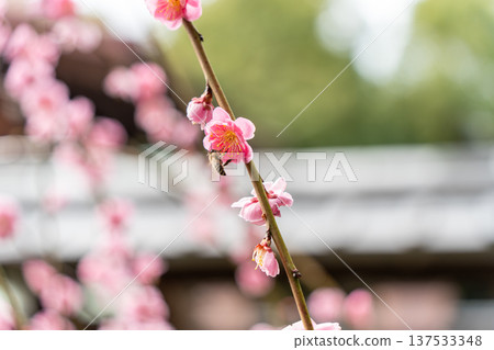 Red plum blossoms in full bloom in the spring sunshine 137533348