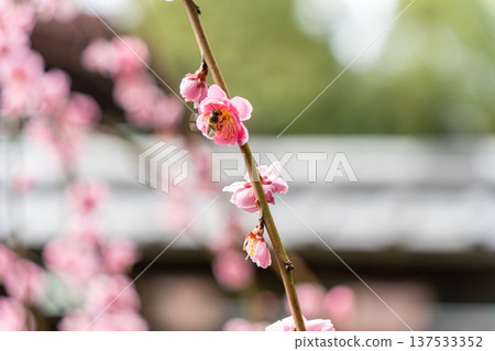 梅花告訴春天的到來 137533352
