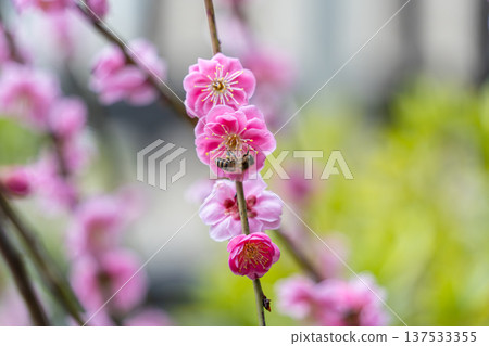 Cute pink plum 137533355