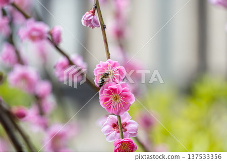 pretty pink plum blossom pretty pink plum blossom 137533356