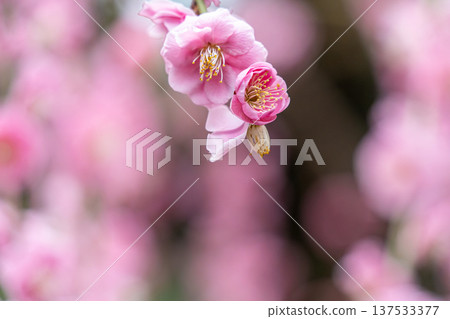 漂亮的粉紅色梅花 漂亮的粉紅色梅花 137533377