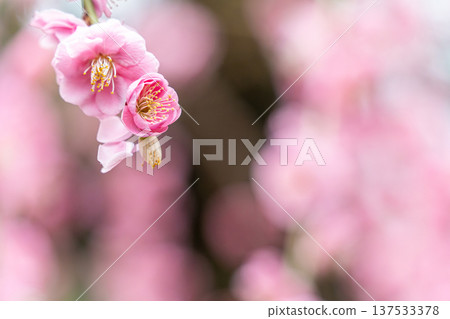 漂亮的粉紅色梅花 漂亮的粉紅色梅花 137533378