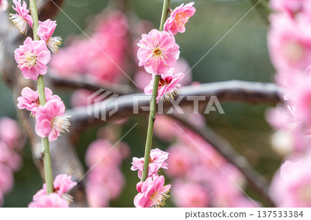 漂亮的粉紅色梅花 漂亮的粉紅色梅花 137533384