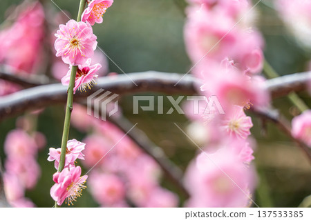 Landscape with plum blossoms 137533385