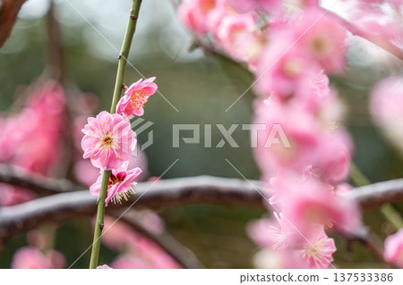 景觀與梅花 137533386