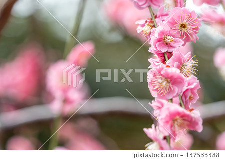 漂亮的粉紅色梅花 漂亮的粉紅色梅花 137533388