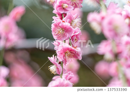 pretty pink plum blossom pretty pink plum blossom 137533390