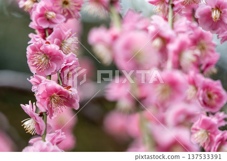 漂亮的粉紅色梅花 137533391