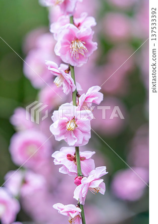 漂亮的粉紅色梅花 137533392