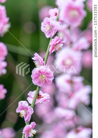 漂亮的粉紅色梅花 137533393
