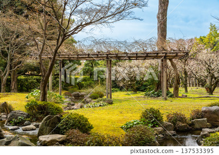 Plum garden Plum garden 137533395