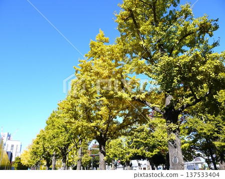 Ginkgo trees lined with blue skies 137533404