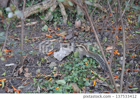 Landscape of a park in Kathmandu, Nepal, on the dirt ground with wild squirrels Landscape of a park in Kathmandu, Nepal, on the dirt ground with wild squirrels 137533412