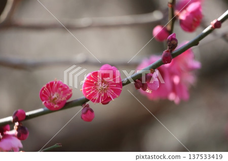 Close-up view of a blossoming tree branch with pink petals of plum blossoms Close-up view of a blossoming tree branch with pink petals of plum blossoms 137533419
