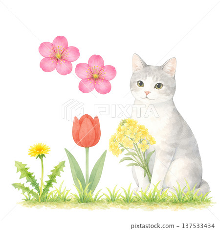 Watercolor illustration of a white cat and spring flowers. Cute cat material with tulips and rapeseed flowers. 137533434