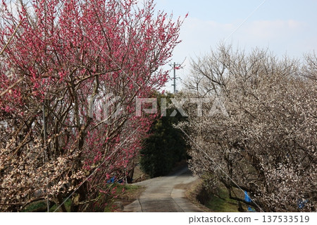 A view of a road through a plum grove with red and white plum blossoms against a blue sky A view of a road through a plum grove with red and white plum blossoms against a blue sky 137533519