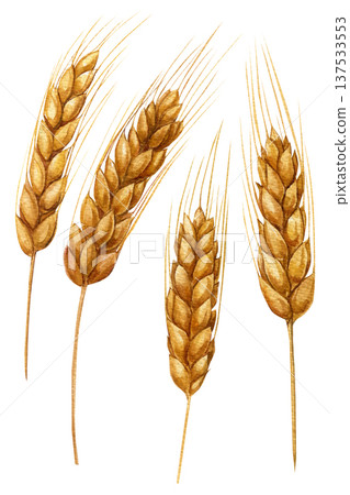 Watercolor set golden barley spikes botanical grain clipart isolated rustic harvest cereal illustration for bakery packaging 137533553