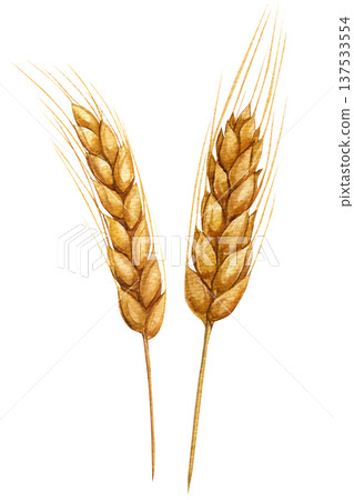 Wheat ears watercolor clipart golden barley spikelets isolated botanical grain illustration rustic harvest for bakery design Wheat ears watercolor clipart golden barley spikelets isolated botanical grain illustration rustic harvest for bakery design 137533554