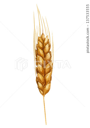 Wheat ear watercolor botanical illustration golden wheat spike isolated cereal grain harvest agriculture plant clipart 137533555