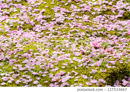 Plum blossoms blooming all over the place 137533667