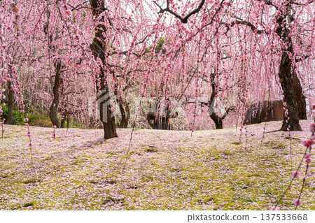 哭泣的梅花盛開 哭泣的梅花盛開 137533668