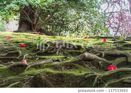 Rock with moss Rock with moss 137533683