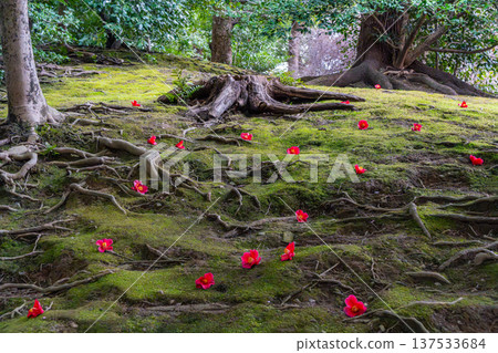 Camellia flower that fell on moss Camellia flower that fell on moss 137533684