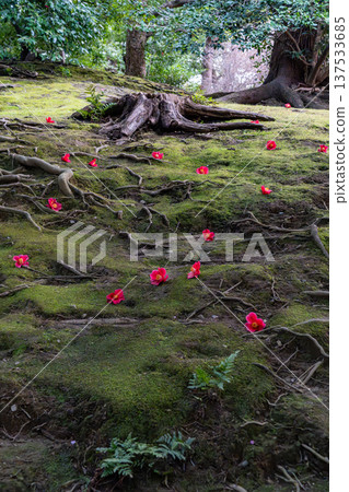 Camellia flower that fell on moss Camellia flower that fell on moss 137533685