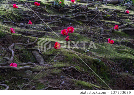 落在青苔的山茶花花 落在青苔的山茶花花 137533689