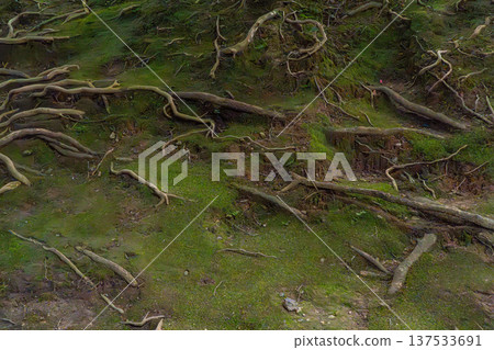 Moss covered rocks Moss covered rocks 137533691
