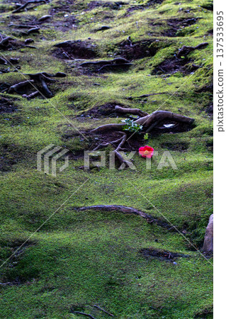 Mossy stone and camellia Mossy stone and camellia 137533695