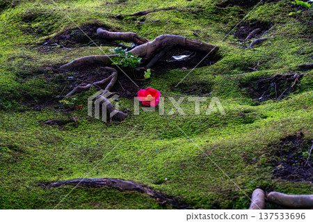 Red camellia flowers on moss Red camellia flowers on moss 137533696