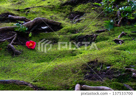 落在青苔的山茶花花 落在青苔的山茶花花 137533700